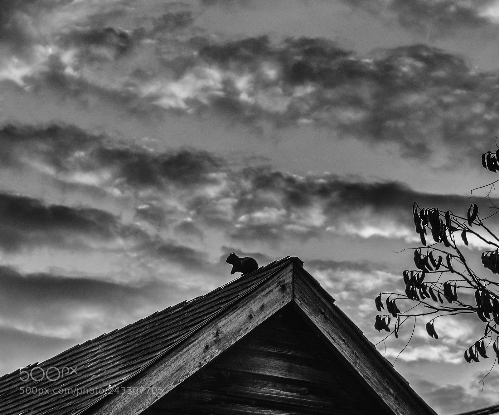 Nikon D810 sample photo. Majestic squirrel holding court photography