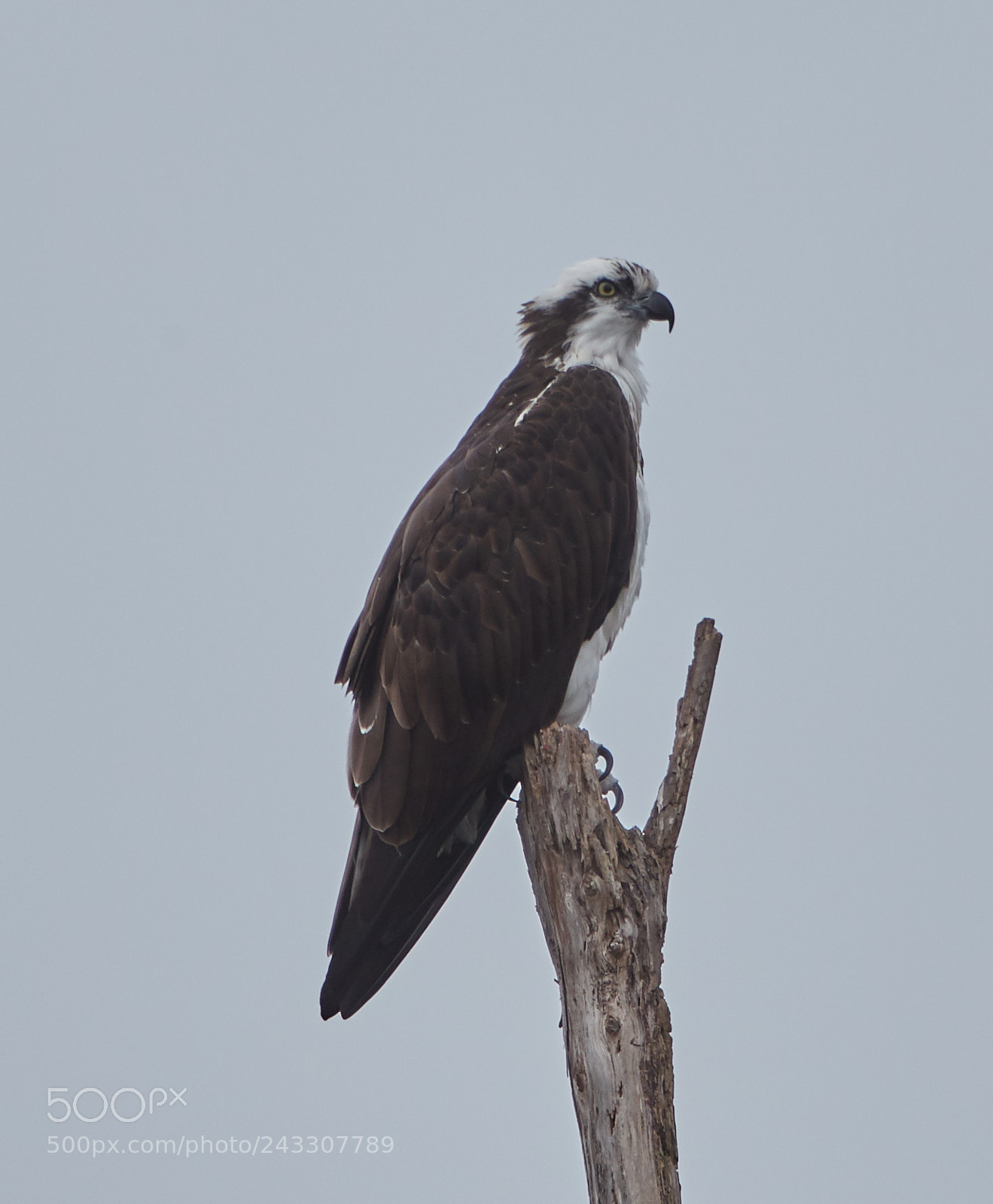Canon EOS-1D X Mark II sample photo. 01-21-18-0000023.jpg photography