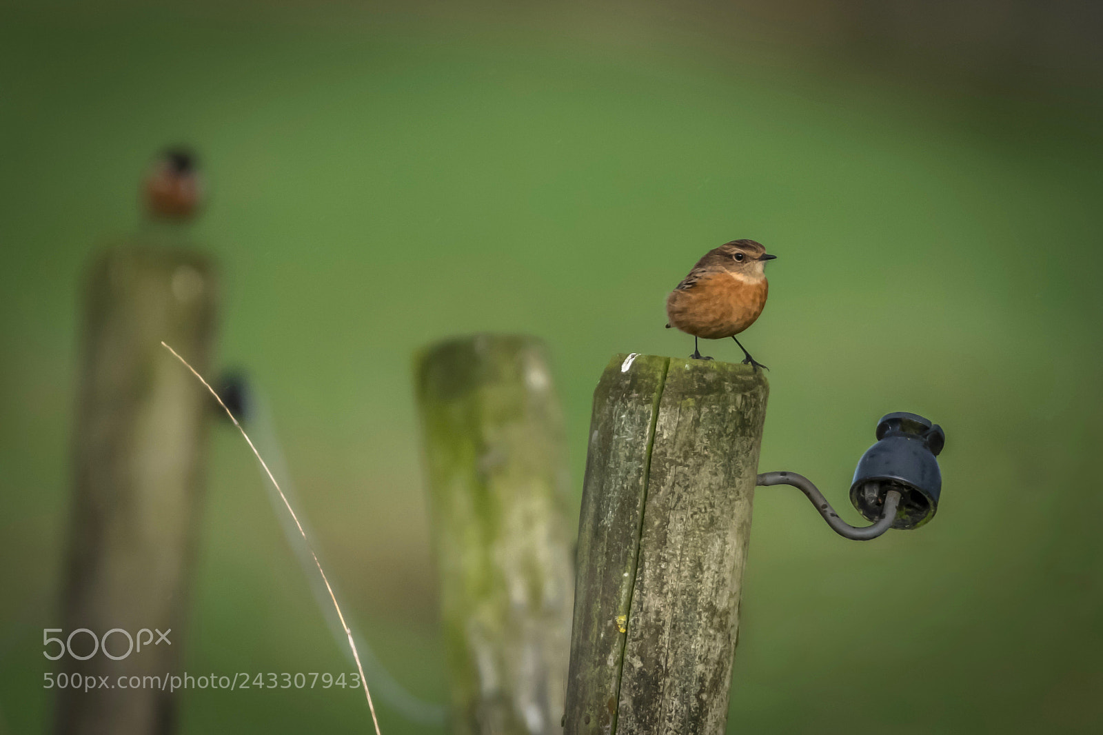 Nikon D7200 sample photo. Roodborsttapuit photography