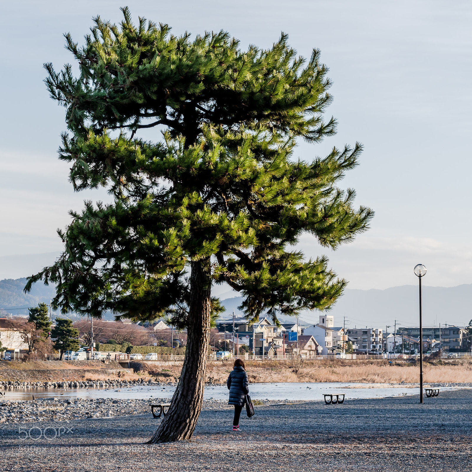 Nikon D5500 sample photo. The tree and women photography