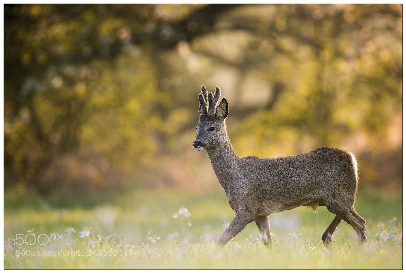 Nikon D810 sample photo. At first light the photography