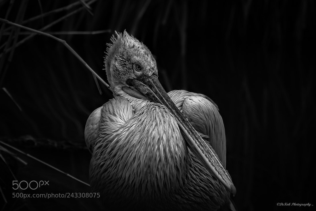 Nikon D500 sample photo. Pelican in b&w . photography