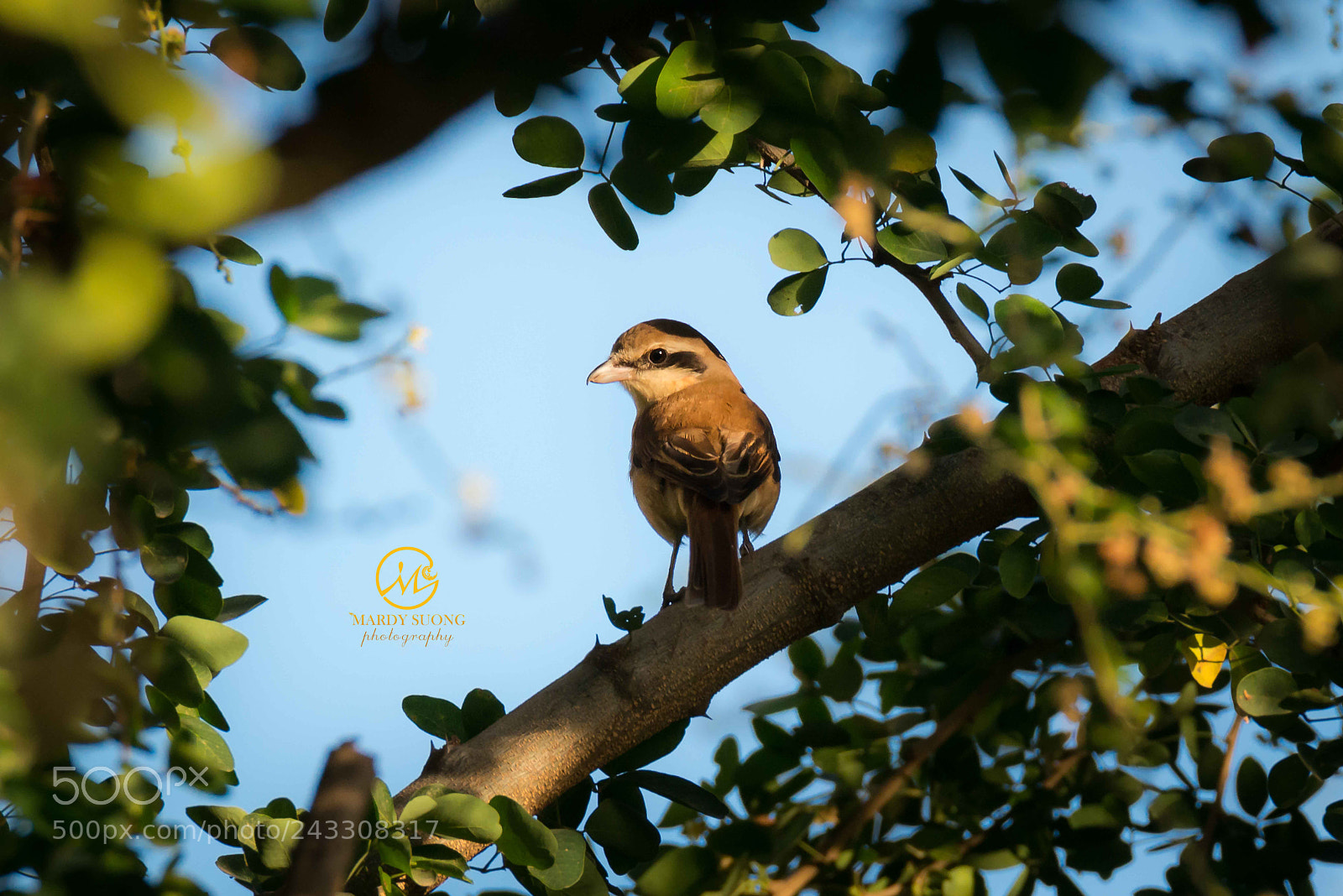 Nikon D800 sample photo. សត្វដូនតា brown_shrik photography