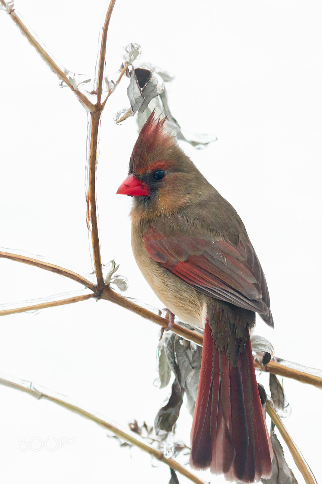 Canon EOS 7D Mark II sample photo. Female northern cardinal perched photography