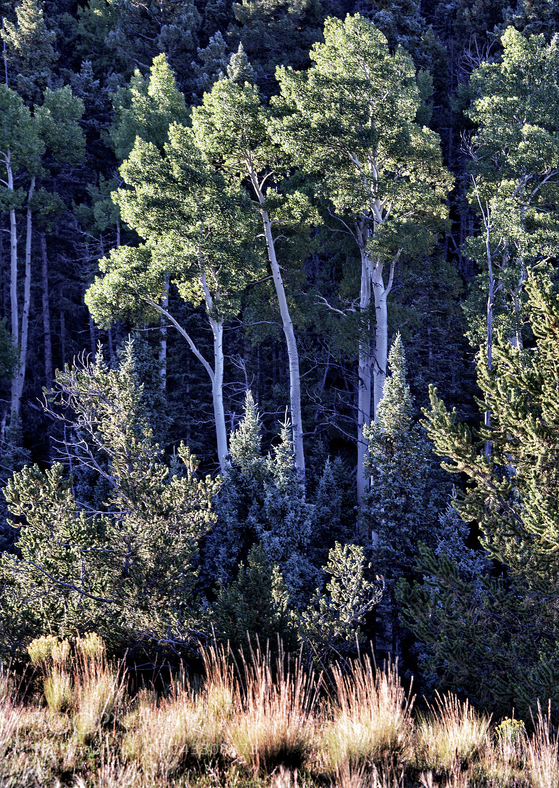 Nikon D810 sample photo. Aspen, new mexico photography