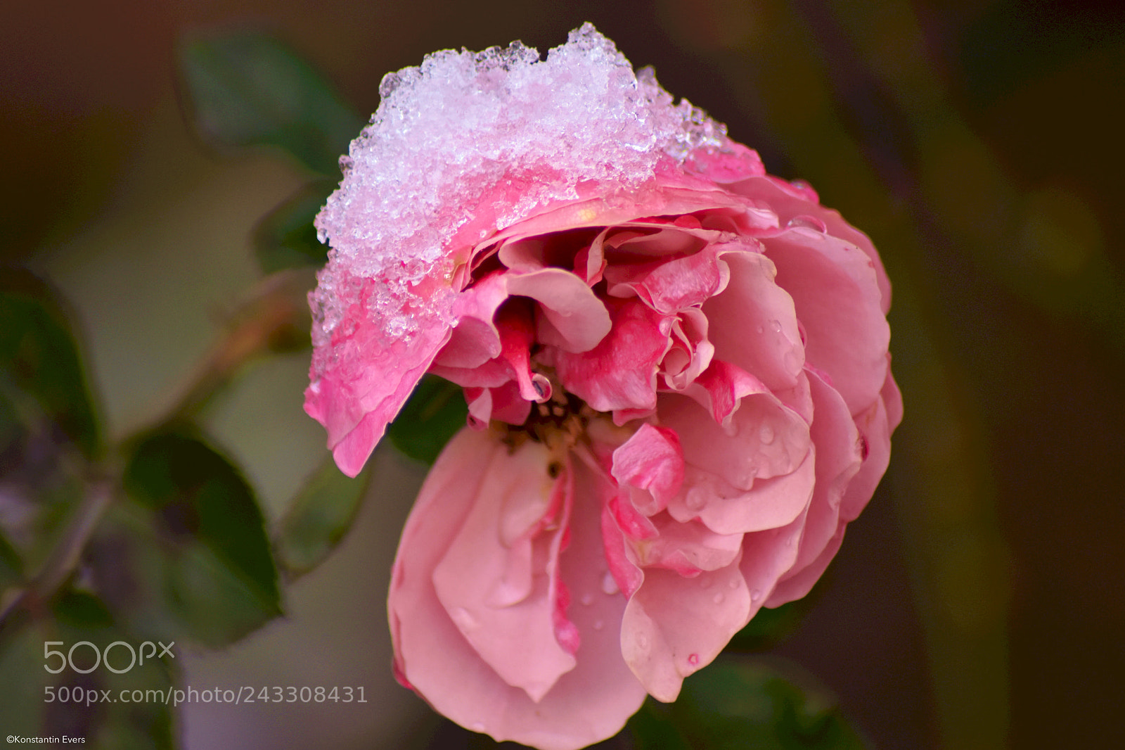 Nikon D3400 sample photo. Snowy rose photography