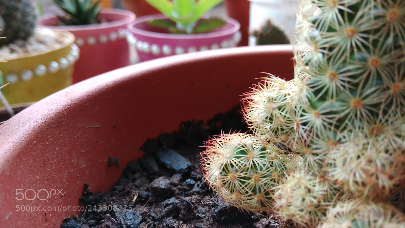 Xiaomi Redmi Note 4X sample photo. Plants ????? photography