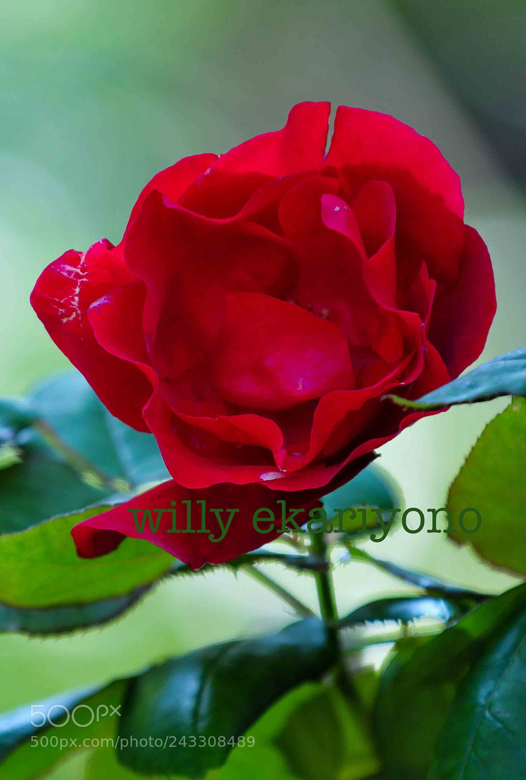 Nikon D300 sample photo. Bunga mawar merah ku photography