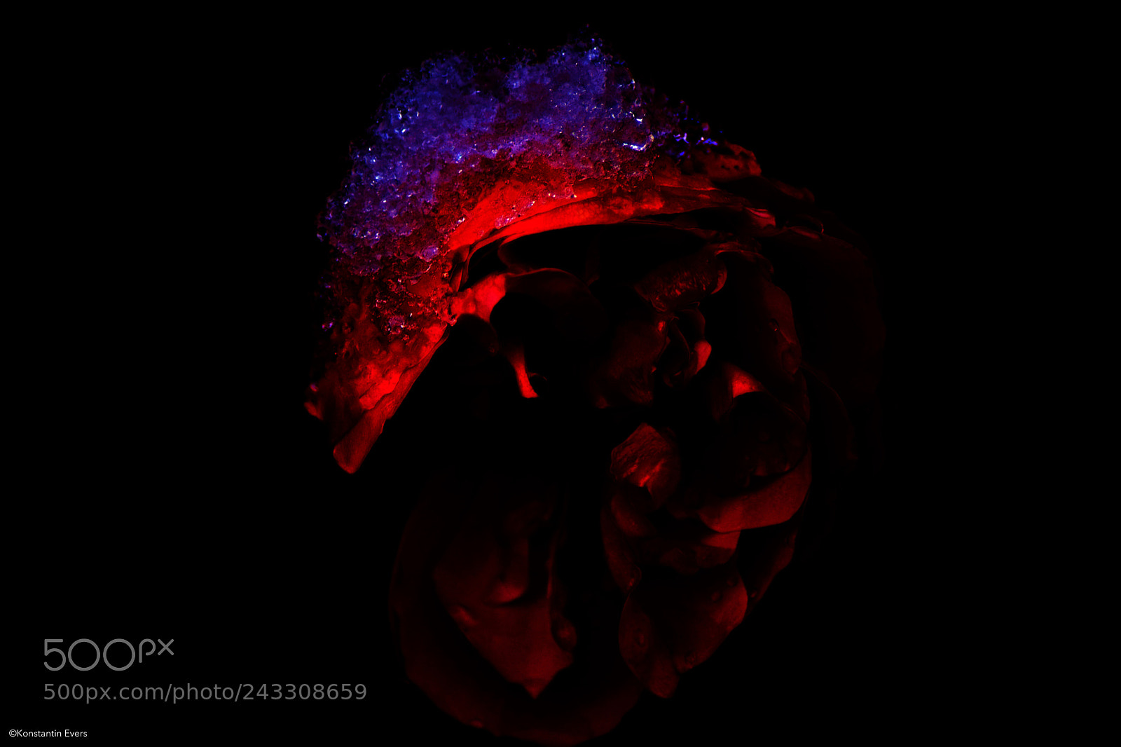 Nikon D3400 sample photo. Abstract rose photography