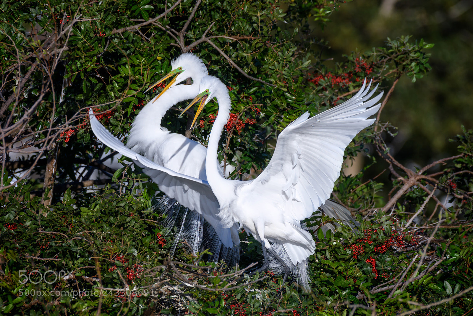 Nikon D850 sample photo. Great egret ardea alba photography