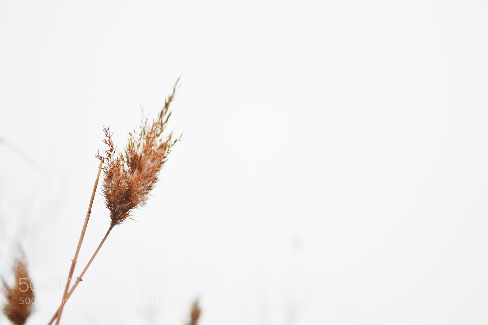 Nikon D3100 sample photo. Untitled photography