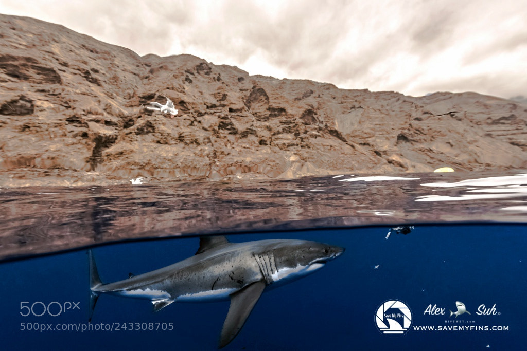 Nikon D810 sample photo. Over under image of photography