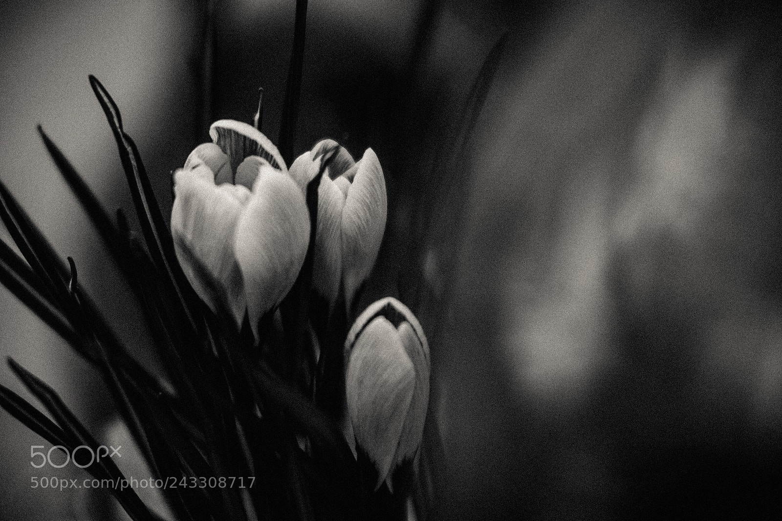 Fujifilm X-T1 sample photo. Floral light series photography