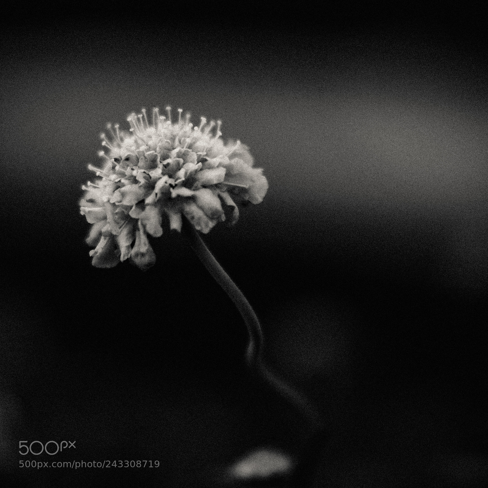 Fujifilm X-T1 sample photo. Floral light series photography