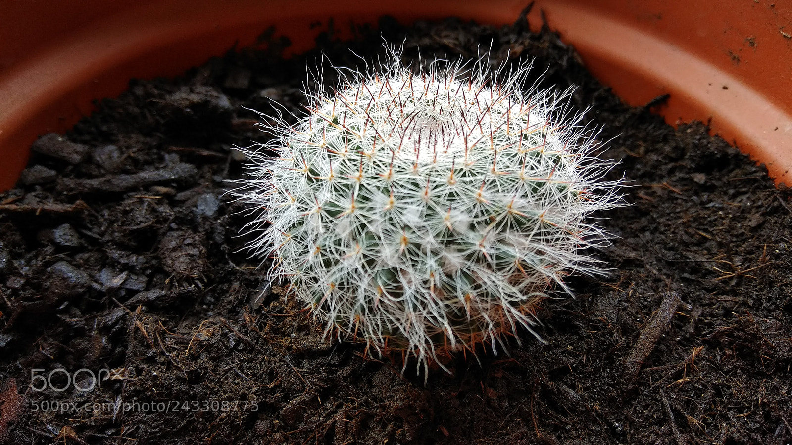Xiaomi Redmi Note 4X sample photo. Plants ????? photography