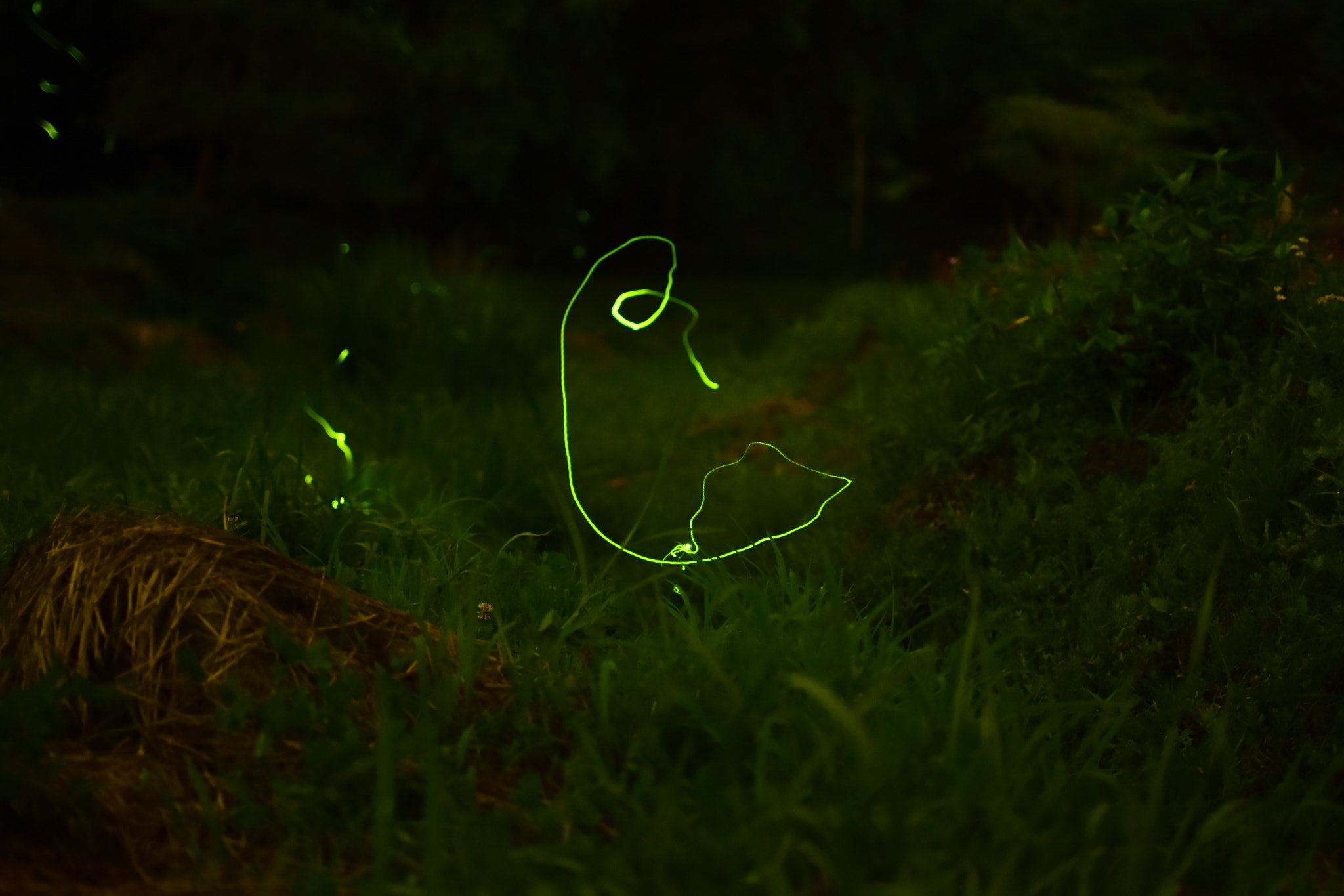 Nikon AF-S DX Nikkor 35mm F1.8G sample photo. Firefly photography