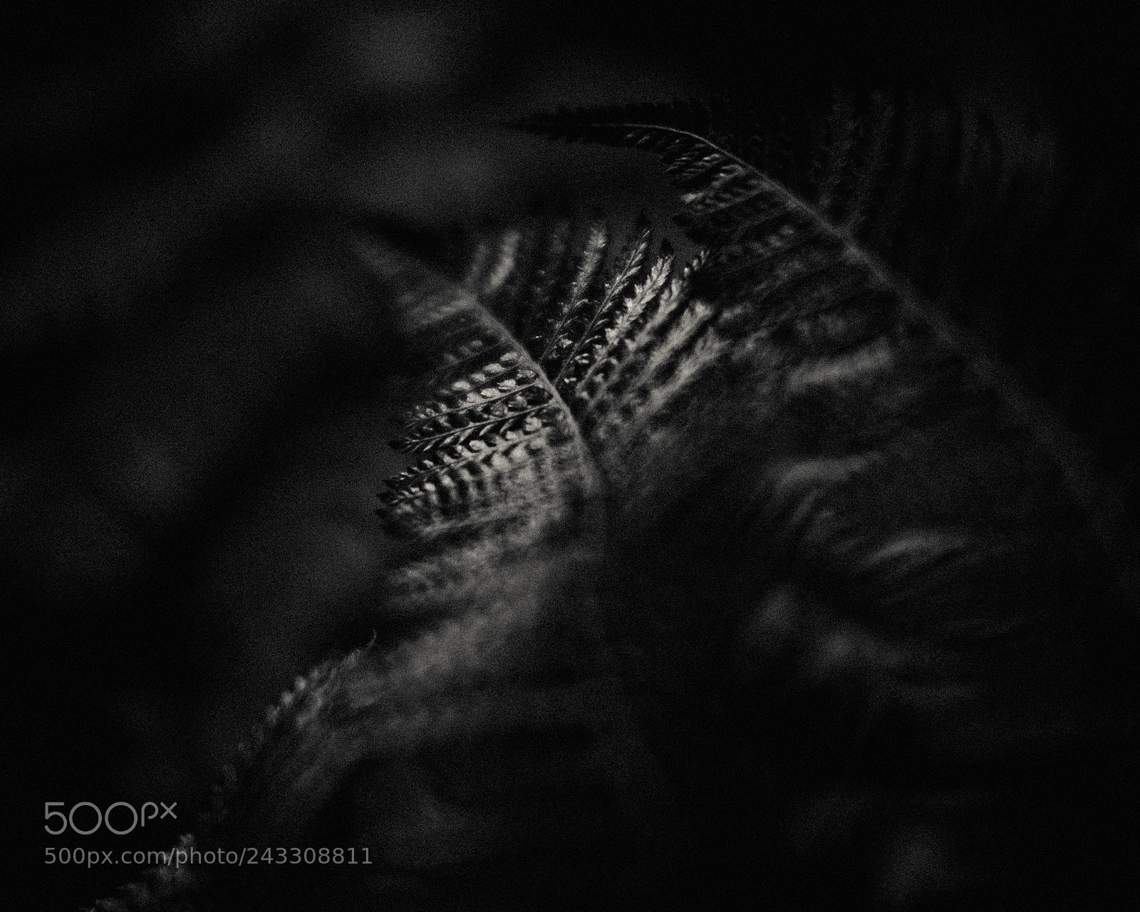 Fujifilm X-T1 sample photo. Floral light series photography