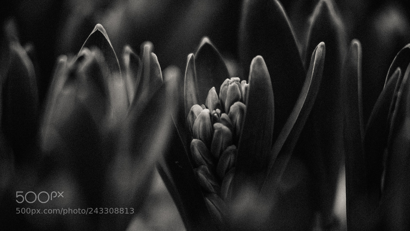 Fujifilm X-T1 sample photo. Floral light series photography
