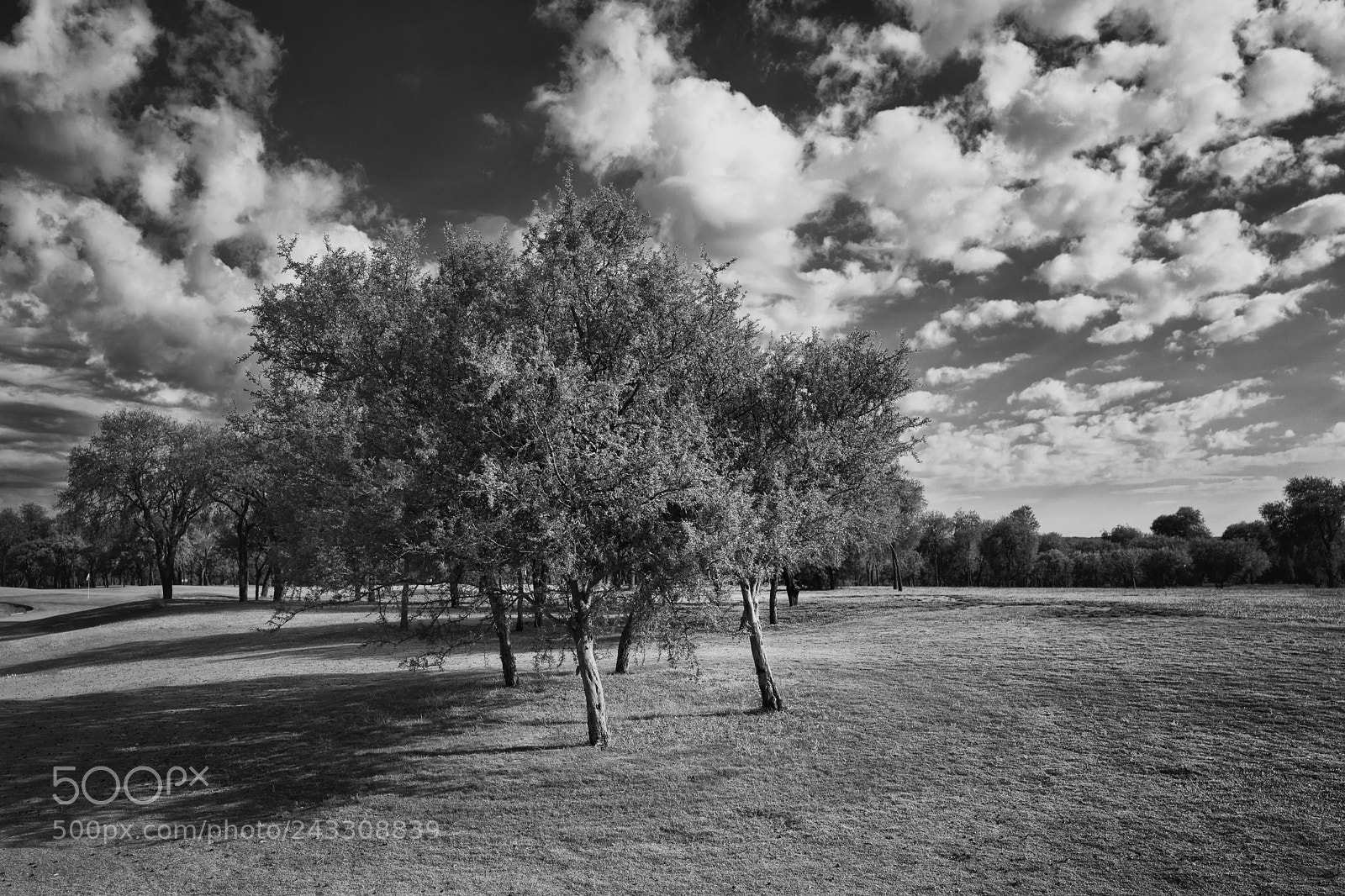 Leica Q (Typ 116) sample photo. Arboles y nubes photography