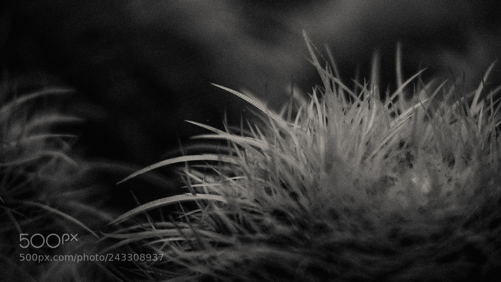 Fujifilm X-T1 sample photo. Floral light series photography