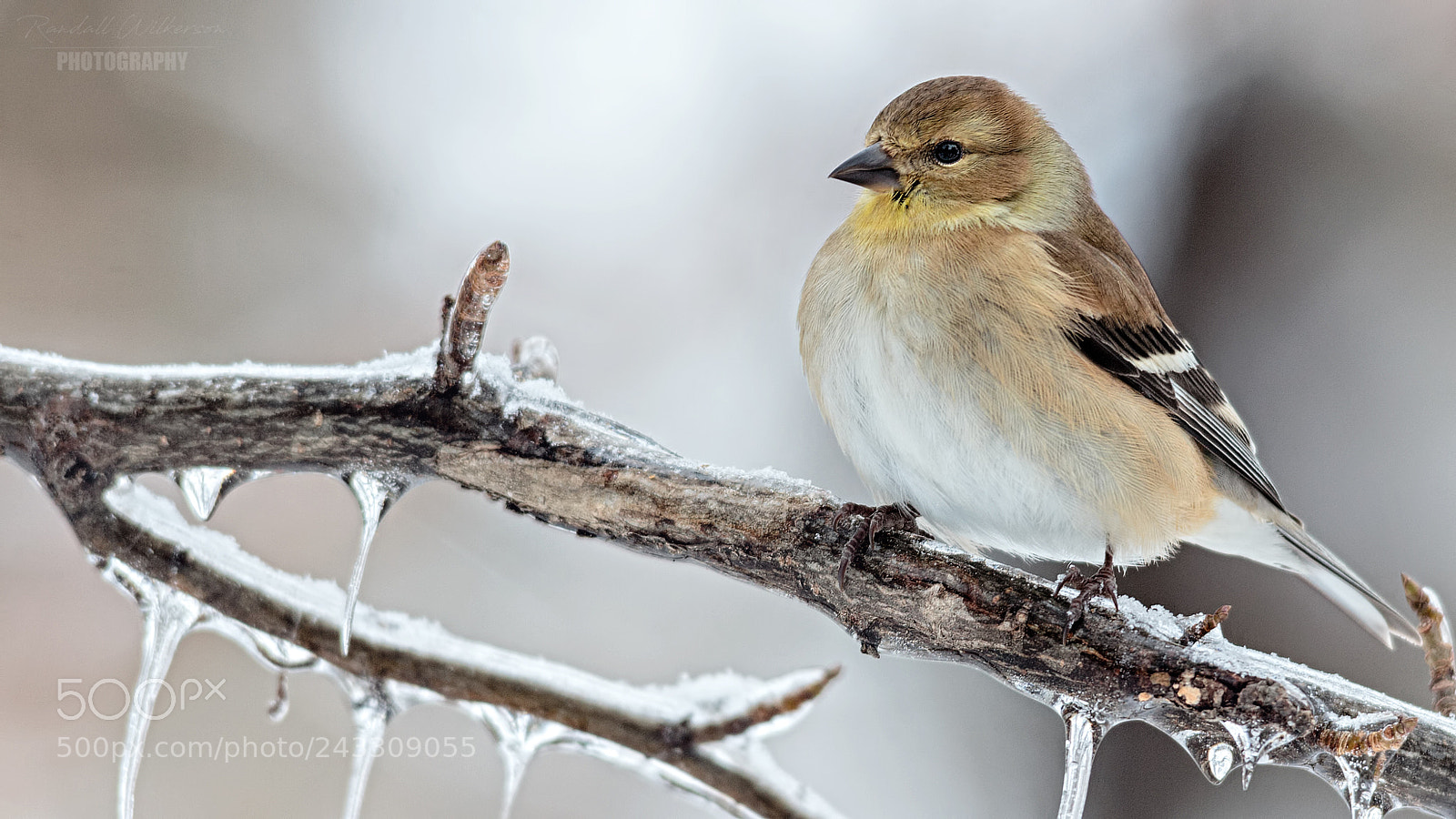 Canon EOS 60D sample photo. American goldfinch photography