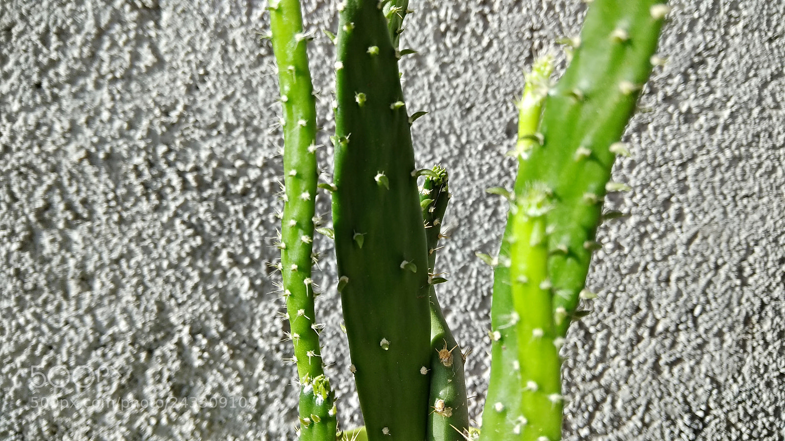 Xiaomi Redmi Note 4X sample photo. Plants ????? photography