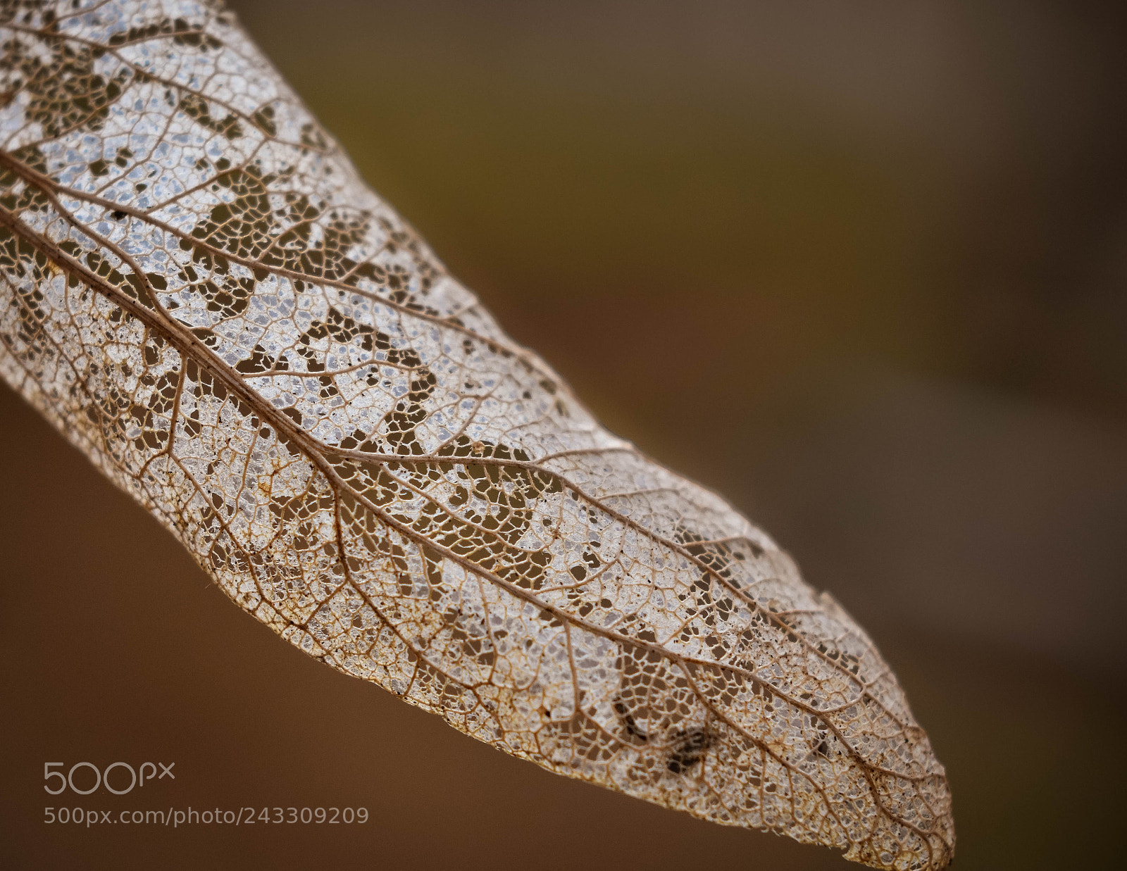 Nikon D3400 sample photo. Leaf photography