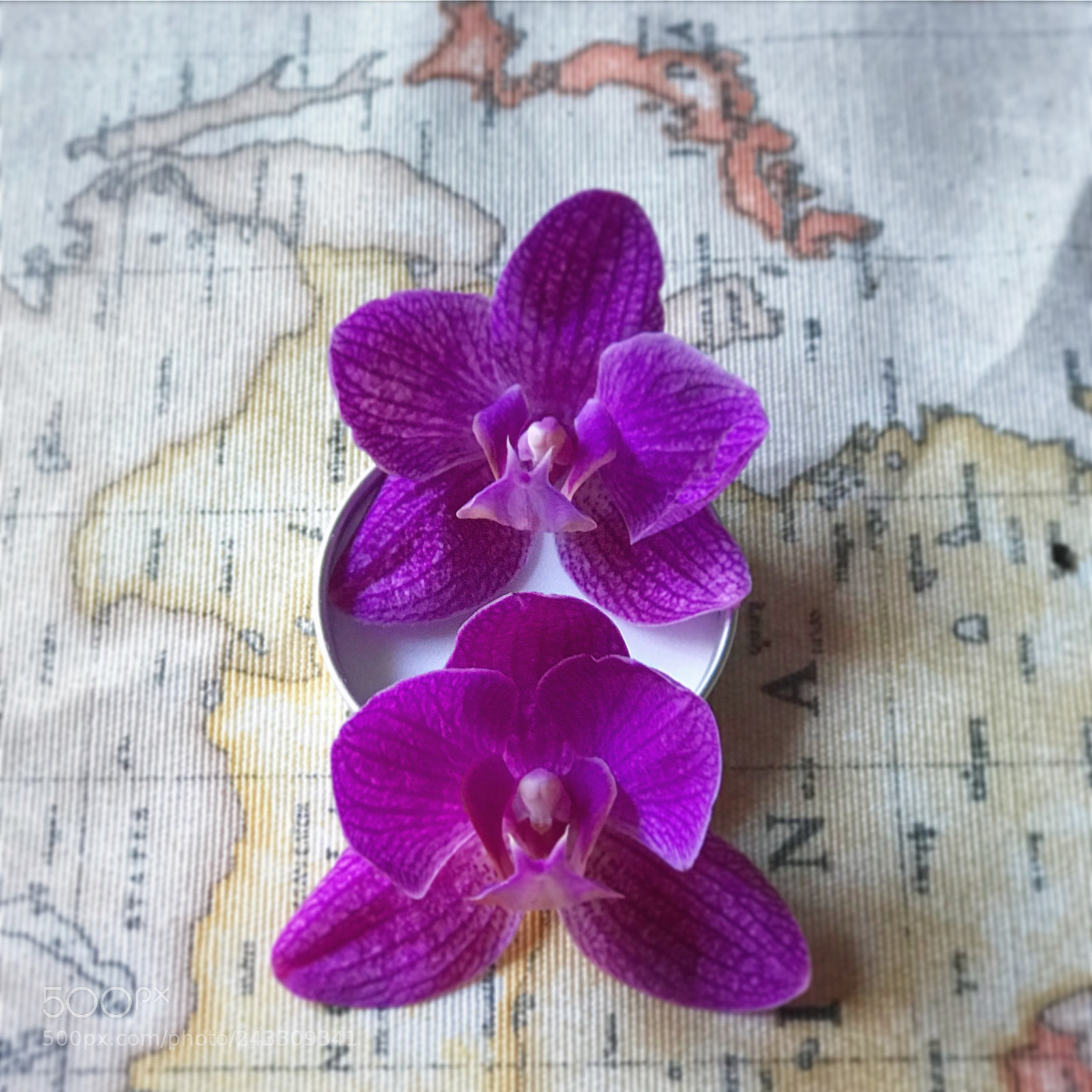 Apple iPhone 7 Plus sample photo. Asian orchids photography