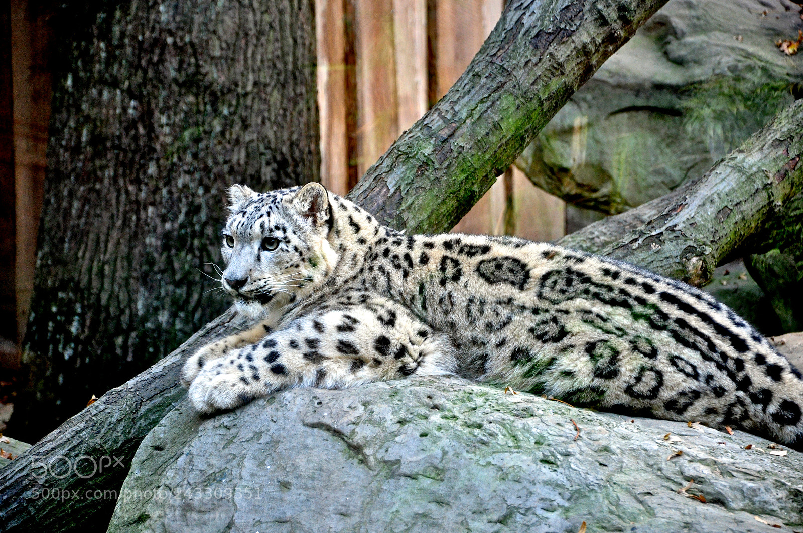 Nikon D90 sample photo. Weißer tiger photography