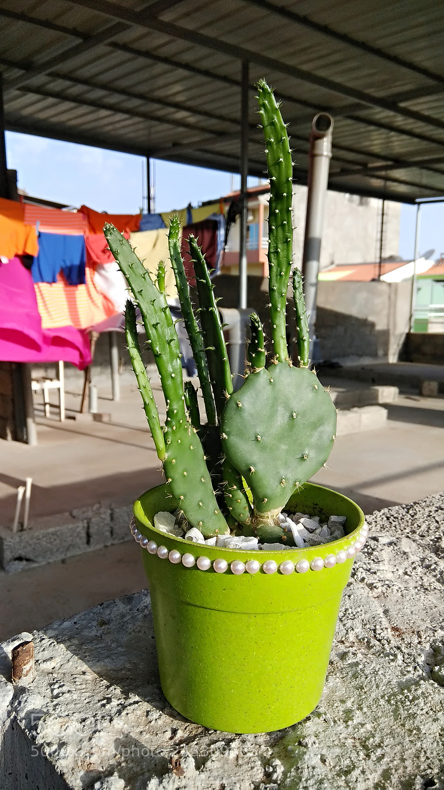 Xiaomi Redmi Note 4X sample photo. Plants ????? photography