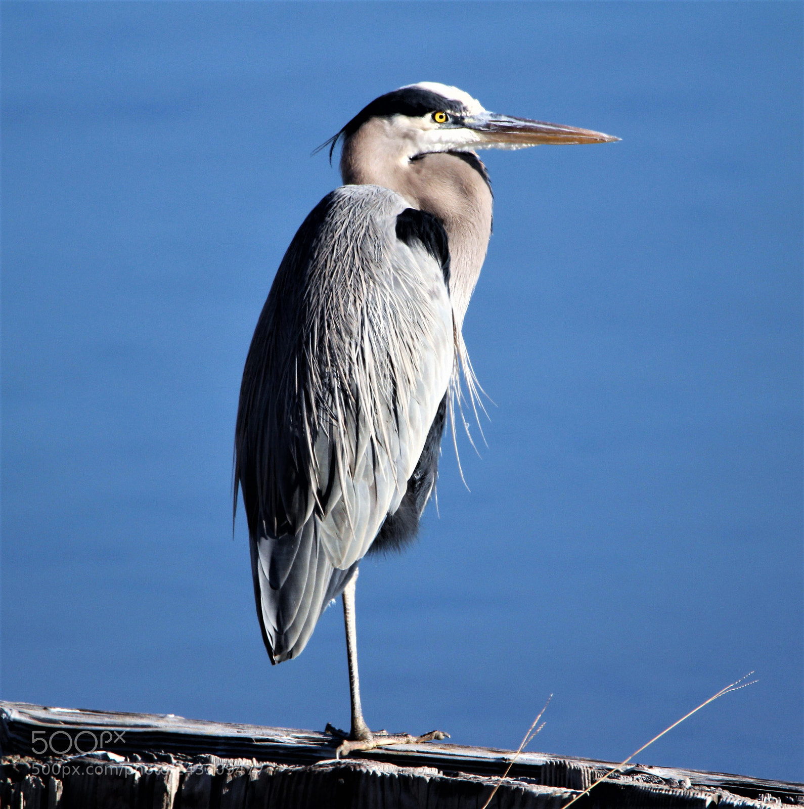 Canon EOS 1200D (EOS Rebel T5 / EOS Kiss X70 / EOS Hi) sample photo. Great blue heron photography