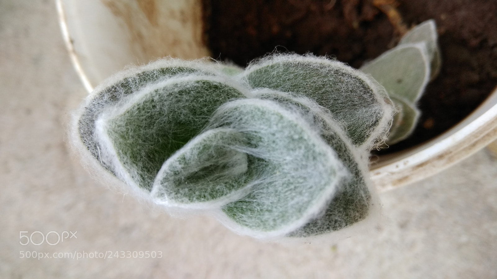 Xiaomi Redmi Note 4X sample photo. Plants ????? photography