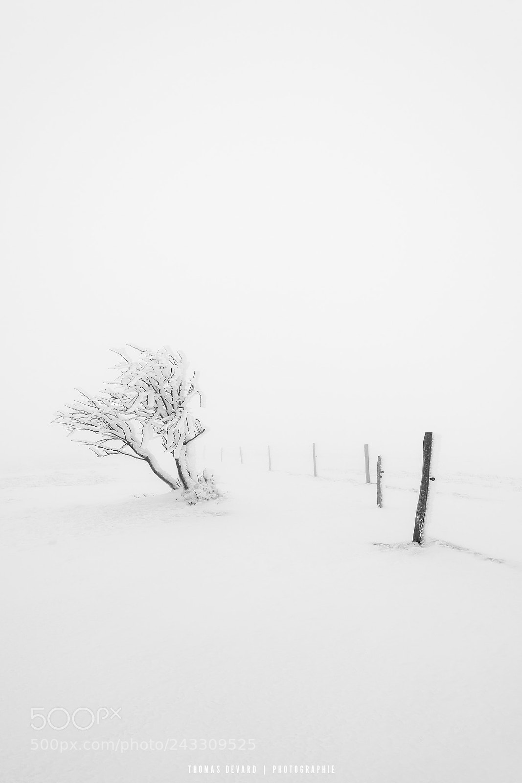 Nikon D810 sample photo. Jour blanc 3 photography