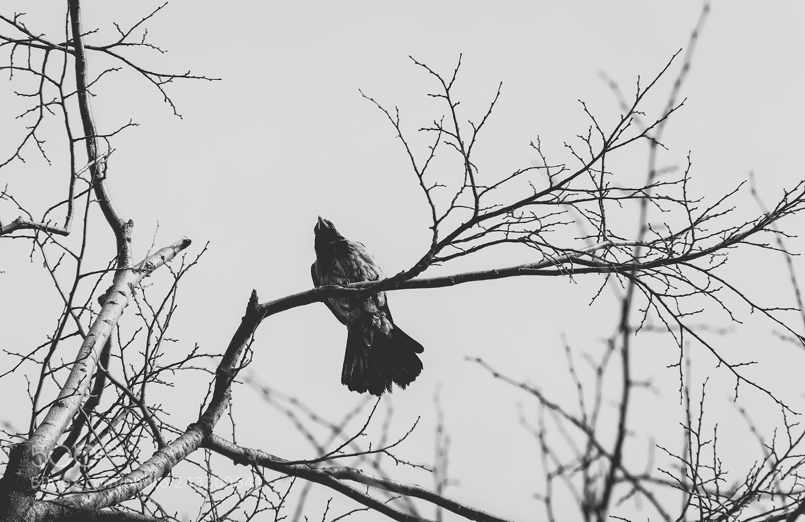 Nikon D7100 sample photo. Crow on a tree.. photography