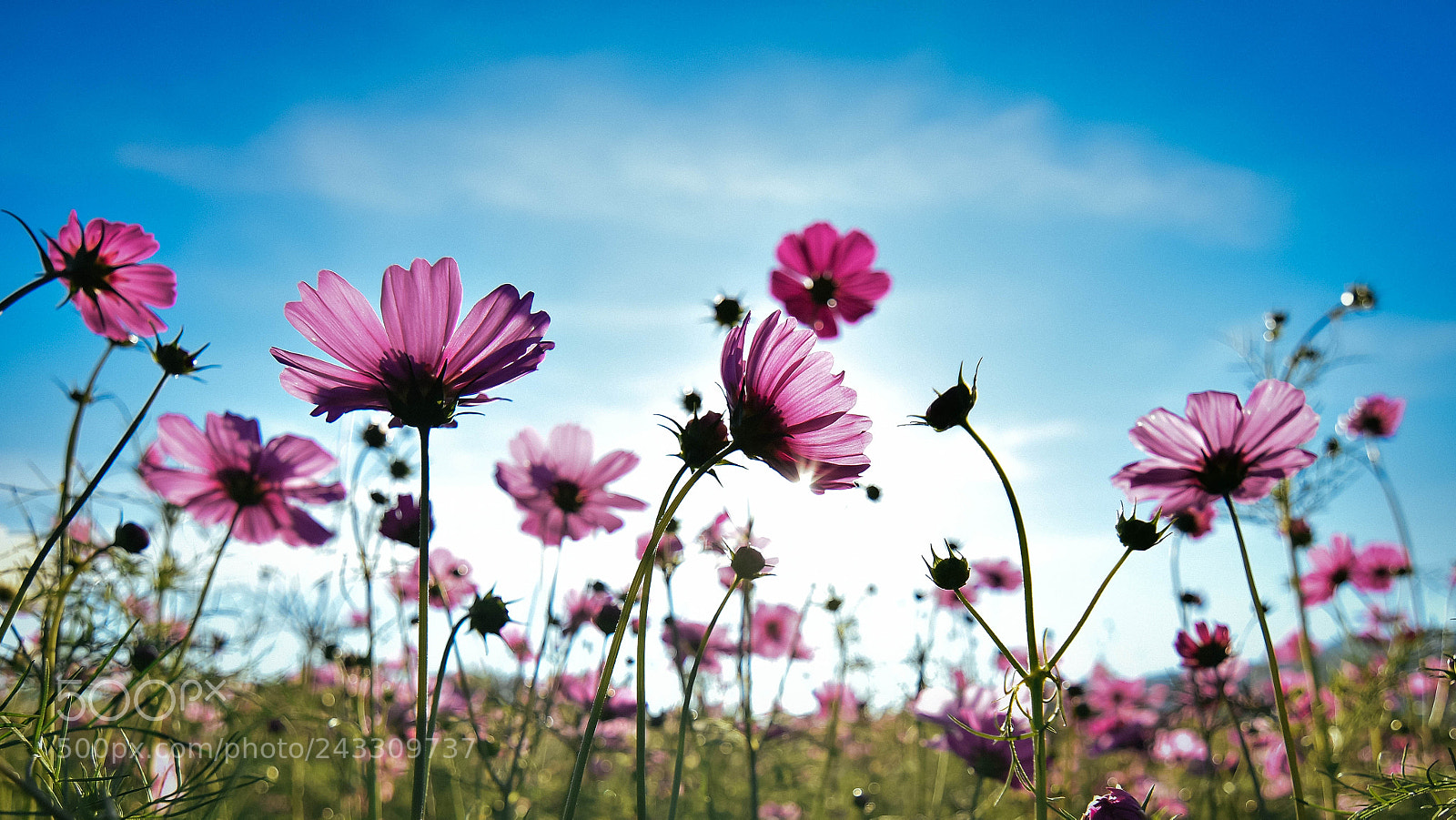 Nikon D7200 sample photo. Petals dance photography