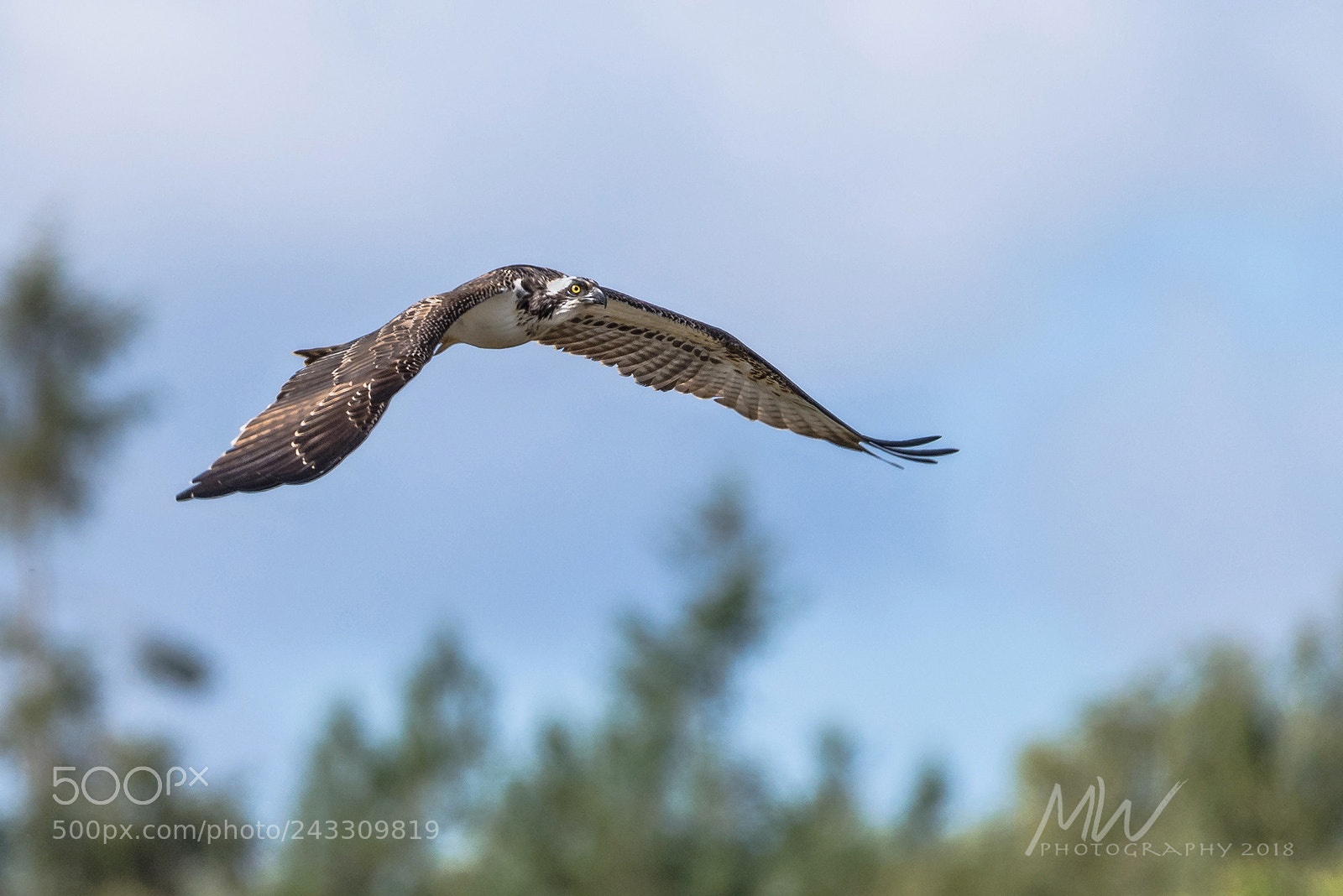 Nikon D810 sample photo. Arne osprey photography