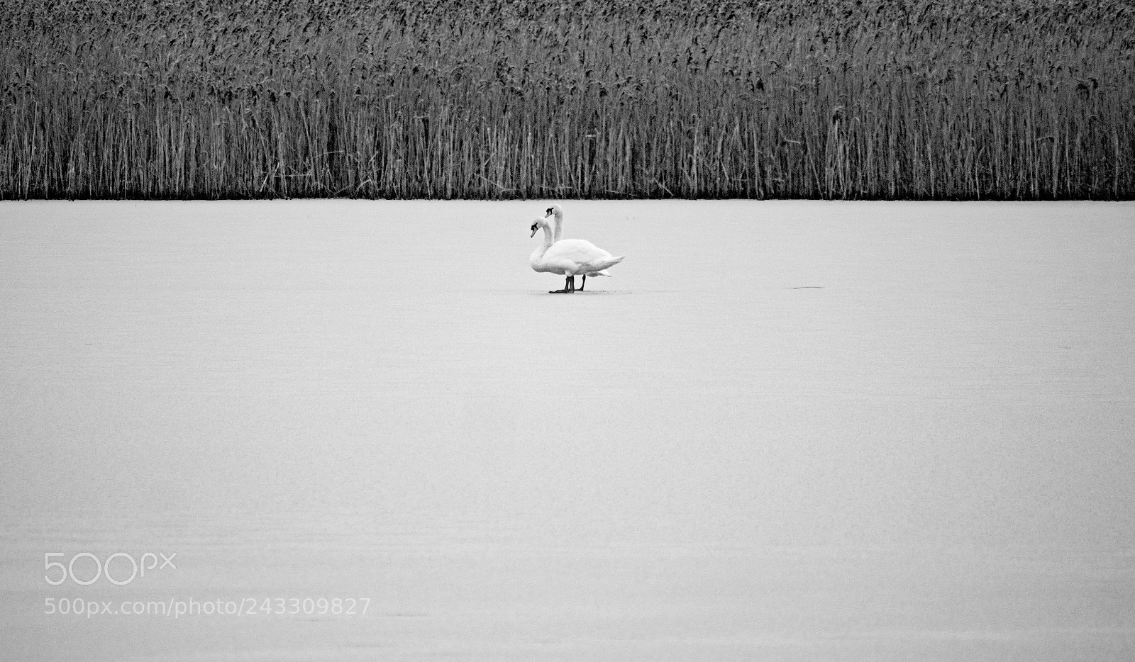 Panasonic Lumix DMC-GX8 sample photo. On frozen pond photography