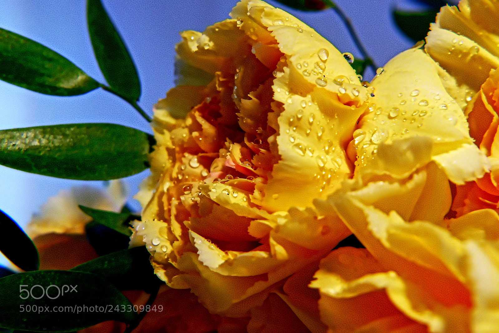 Panasonic Lumix DMC-FZ200 sample photo. Goździki 4 carnation flower 4 photography