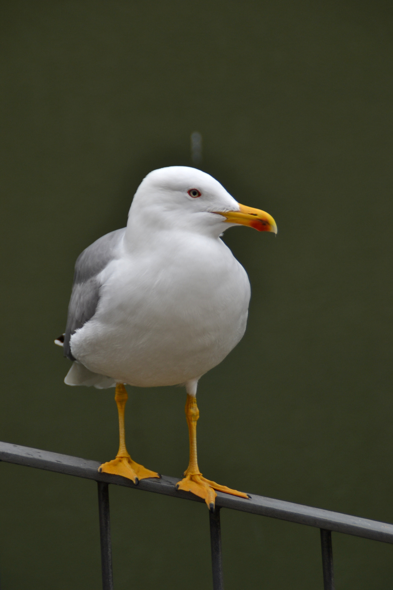 Nikon D3100 sample photo. Gaivota photography