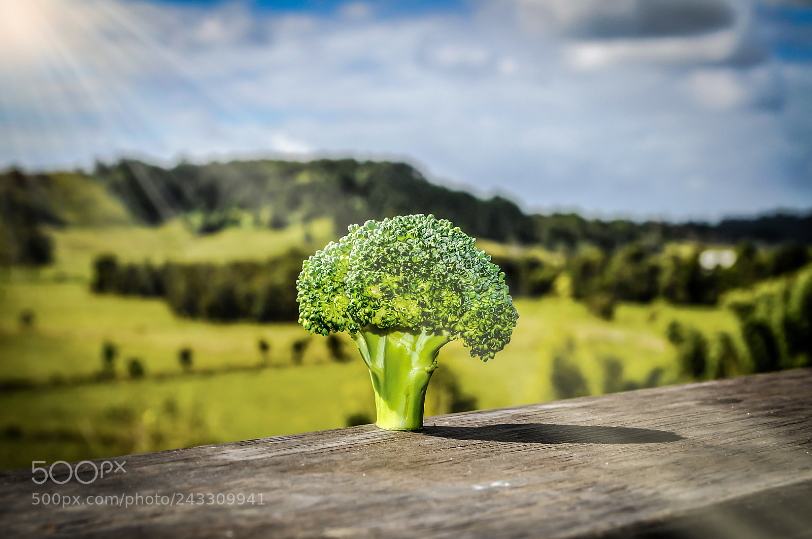 Nikon D5000 sample photo. Broco-tree photography
