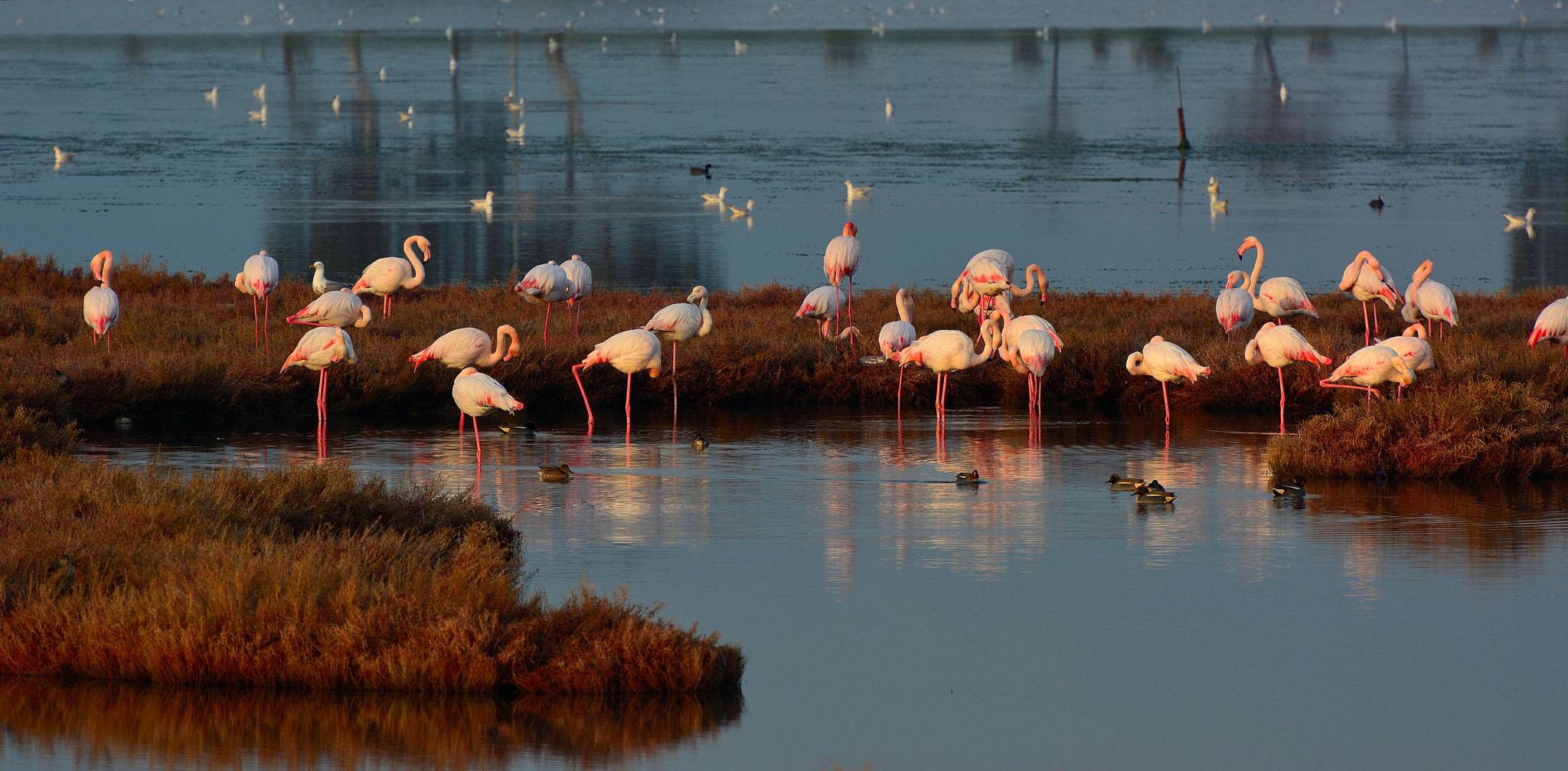 Nikon D7100 sample photo. Flamingo-İzmir photography