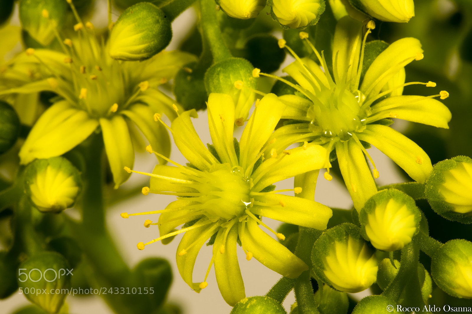 Canon EOS 6D Mark II sample photo. Aeonium arboreum flowers photography