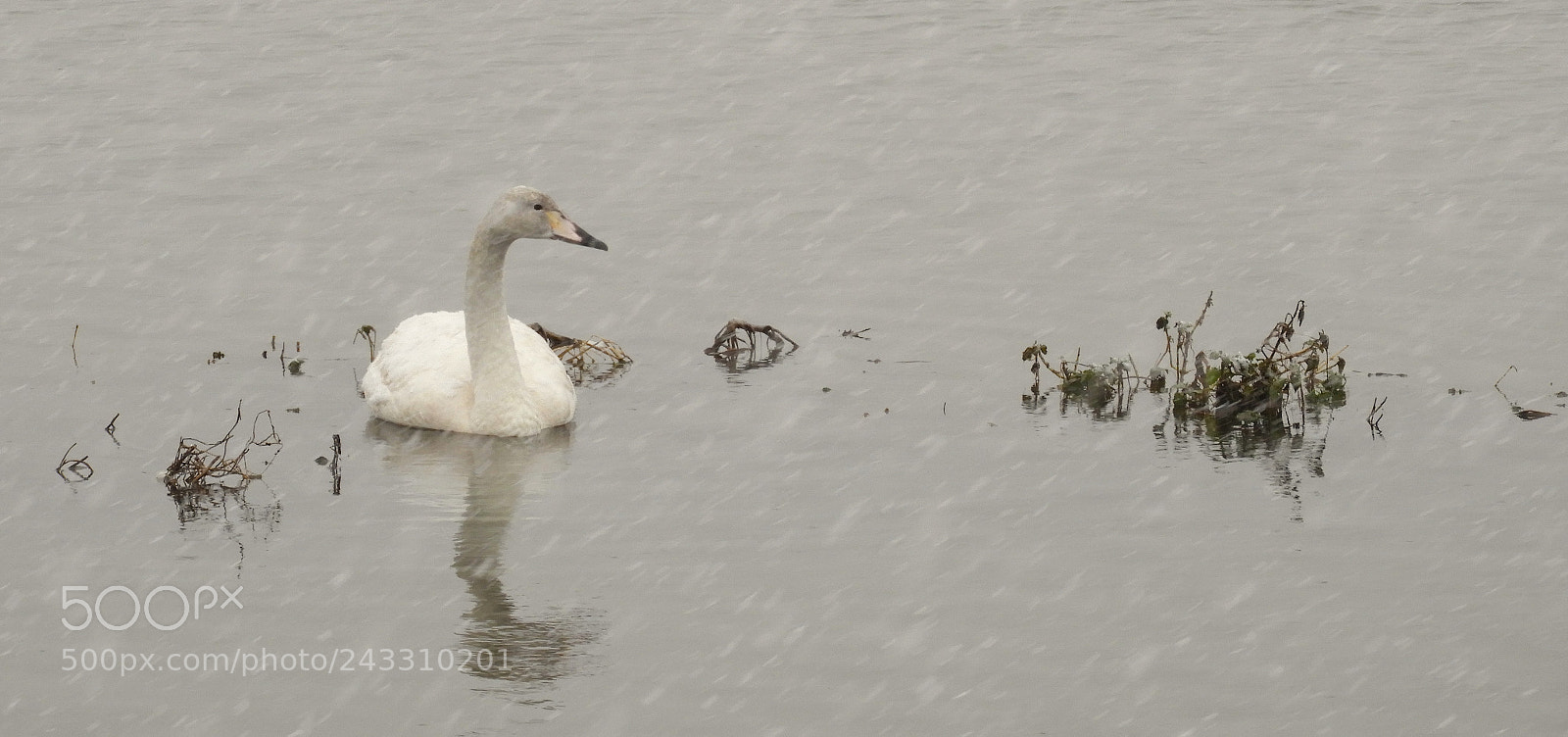 Nikon Coolpix B700 sample photo. Whooper swan on icy photography