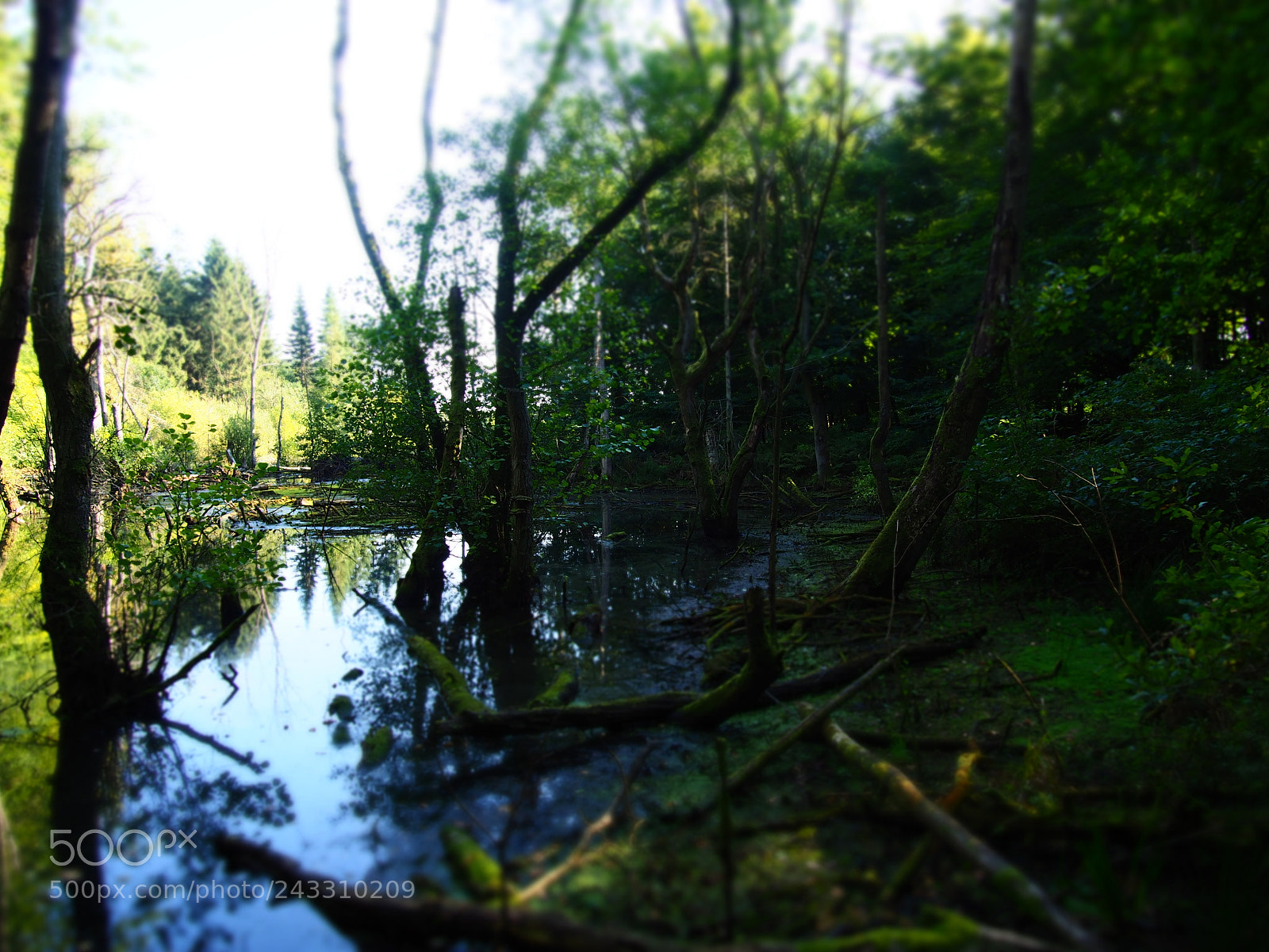 Olympus OM-D E-M10 sample photo. Swamp kaltenhofen germany photography