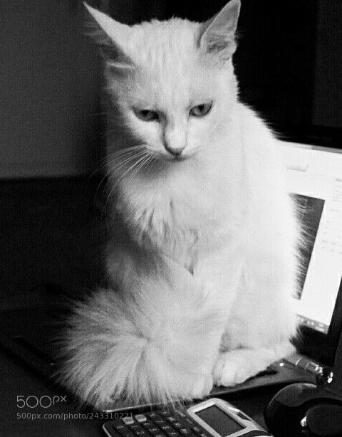 Sony Alpha a5000 (ILCE 5000) sample photo. Cute cat b&w photography