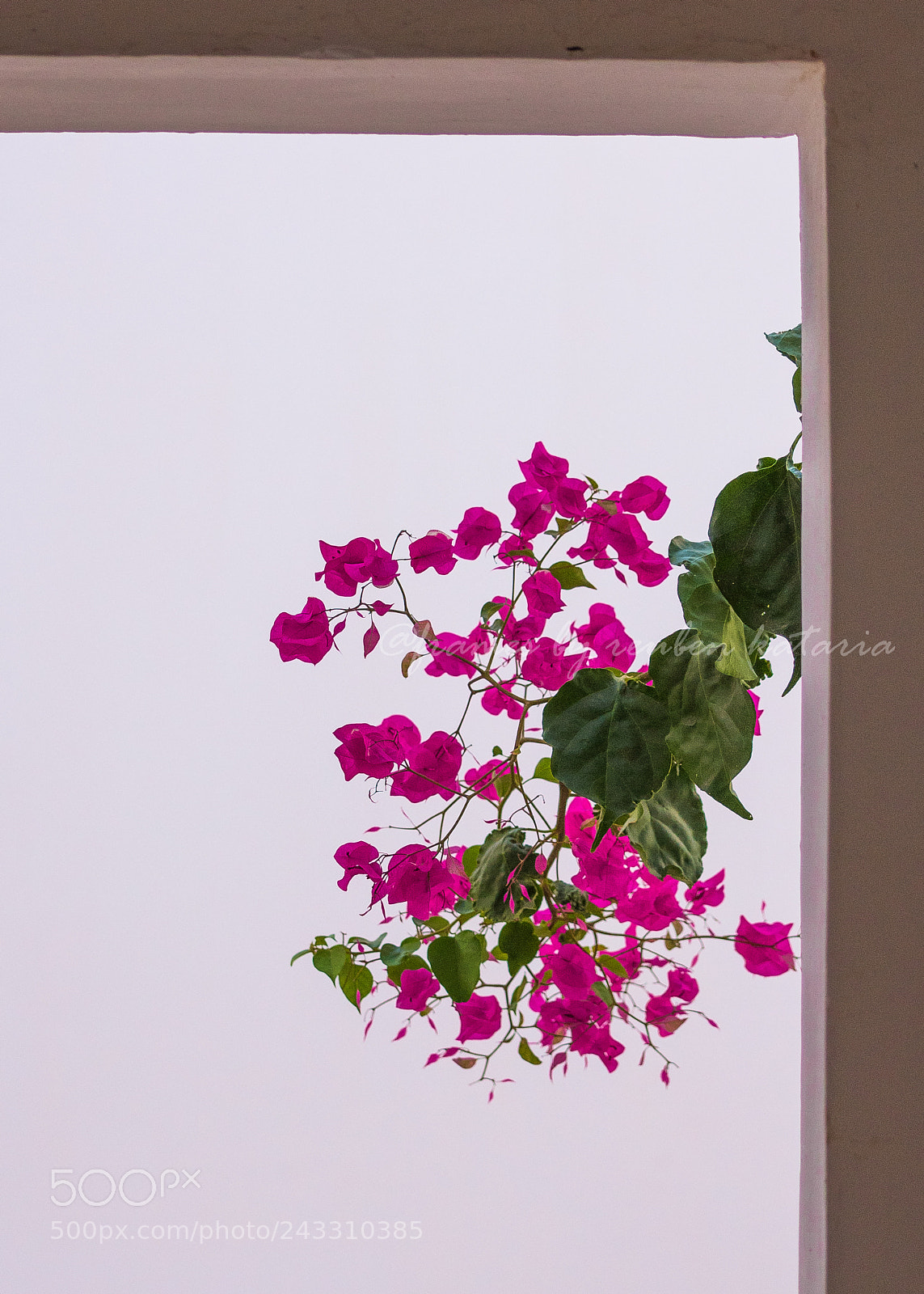 Nikon D810 sample photo. Boguainvillea photography