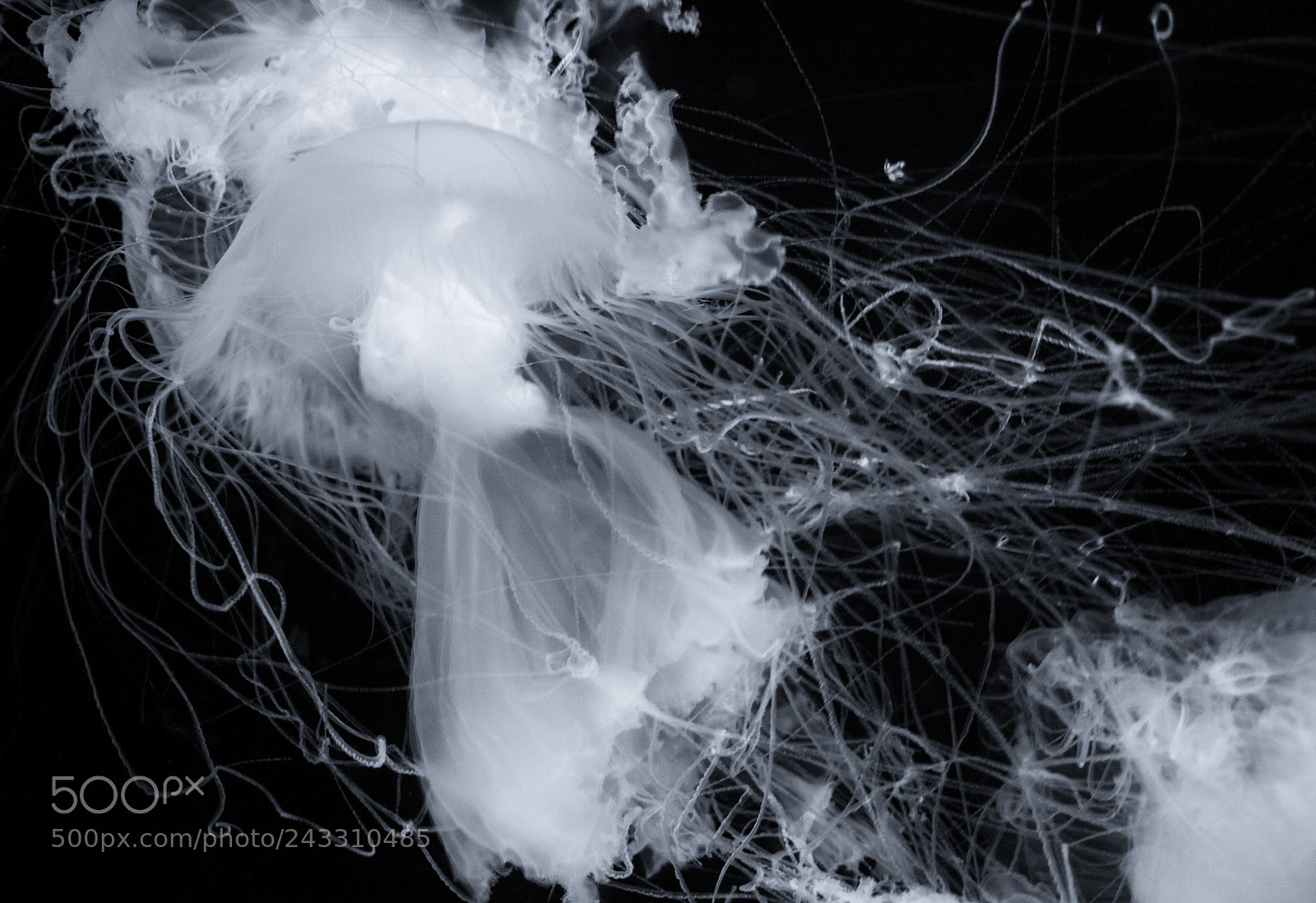 Canon EOS 40D sample photo. Cyanea nozaki (ghost jellyfish) photography