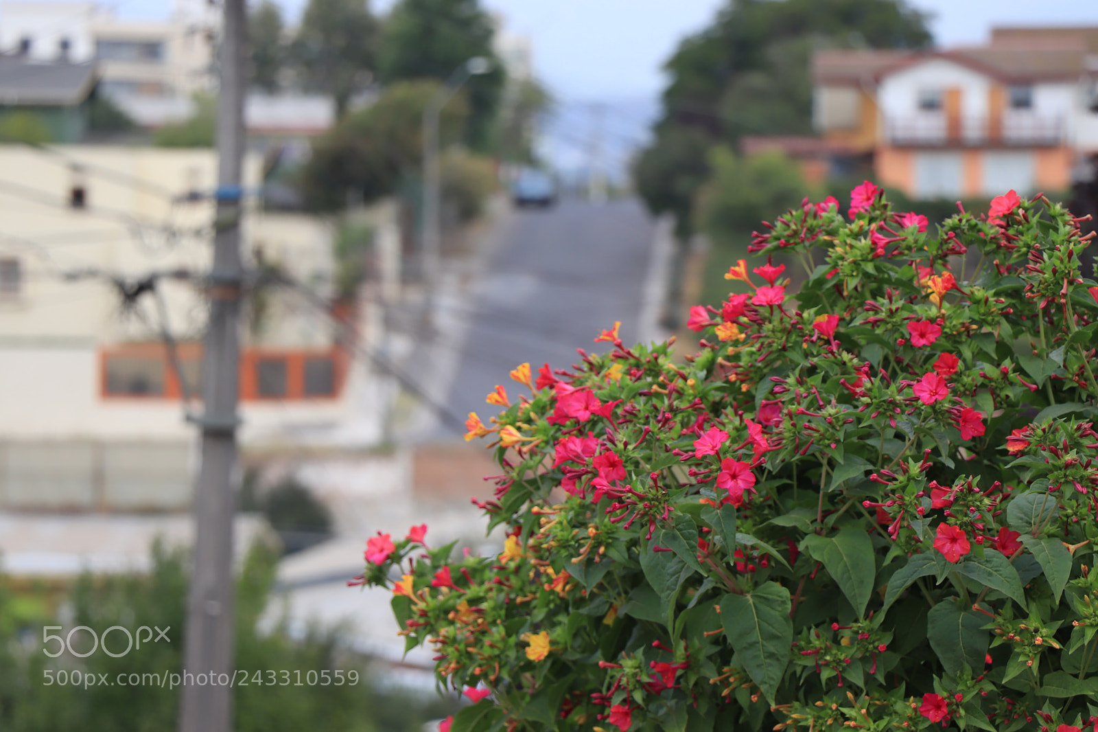 Canon EOS 77D (EOS 9000D / EOS 770D) sample photo. Img photography