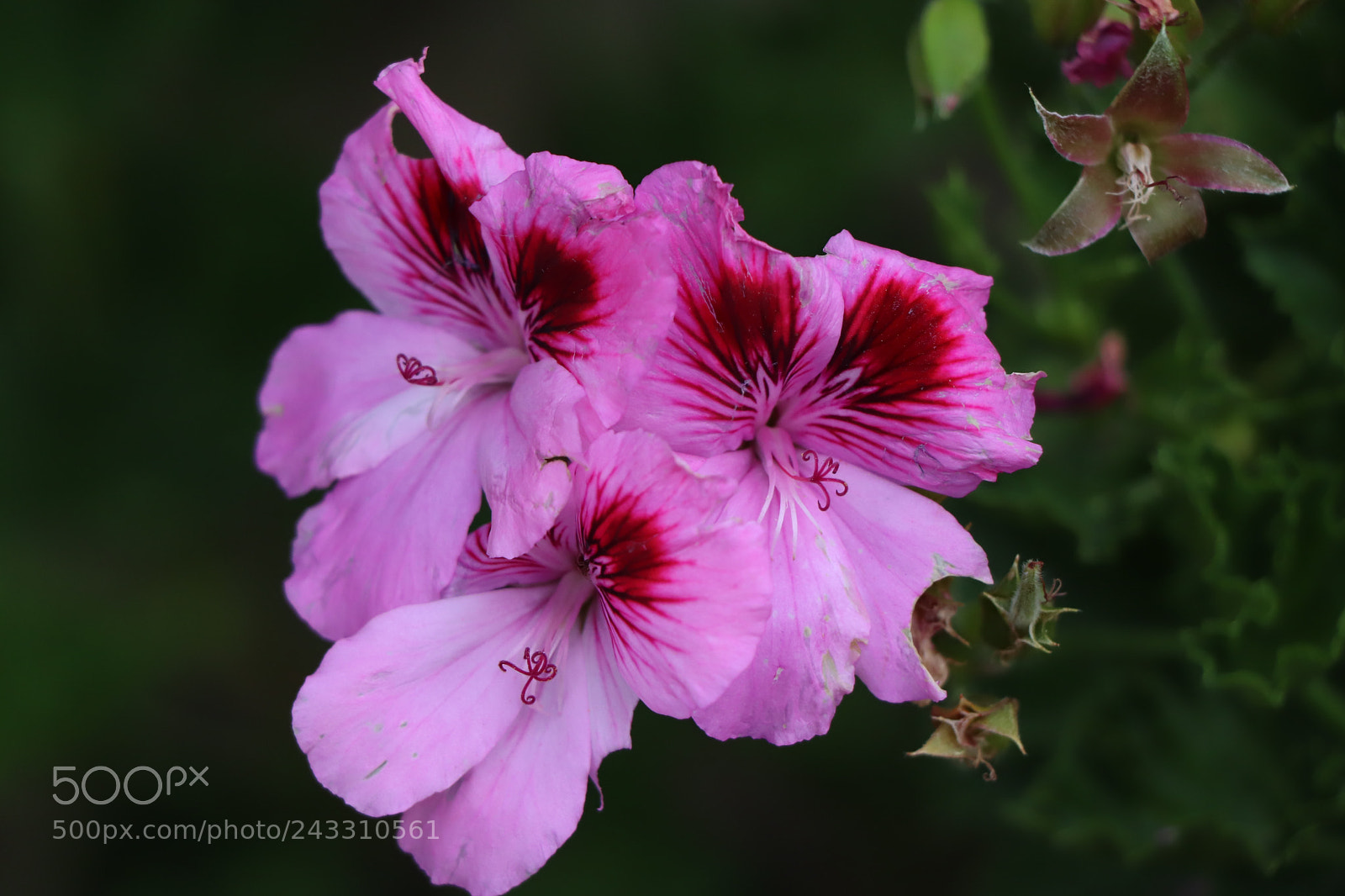 Canon EOS 77D (EOS 9000D / EOS 770D) sample photo. Img photography