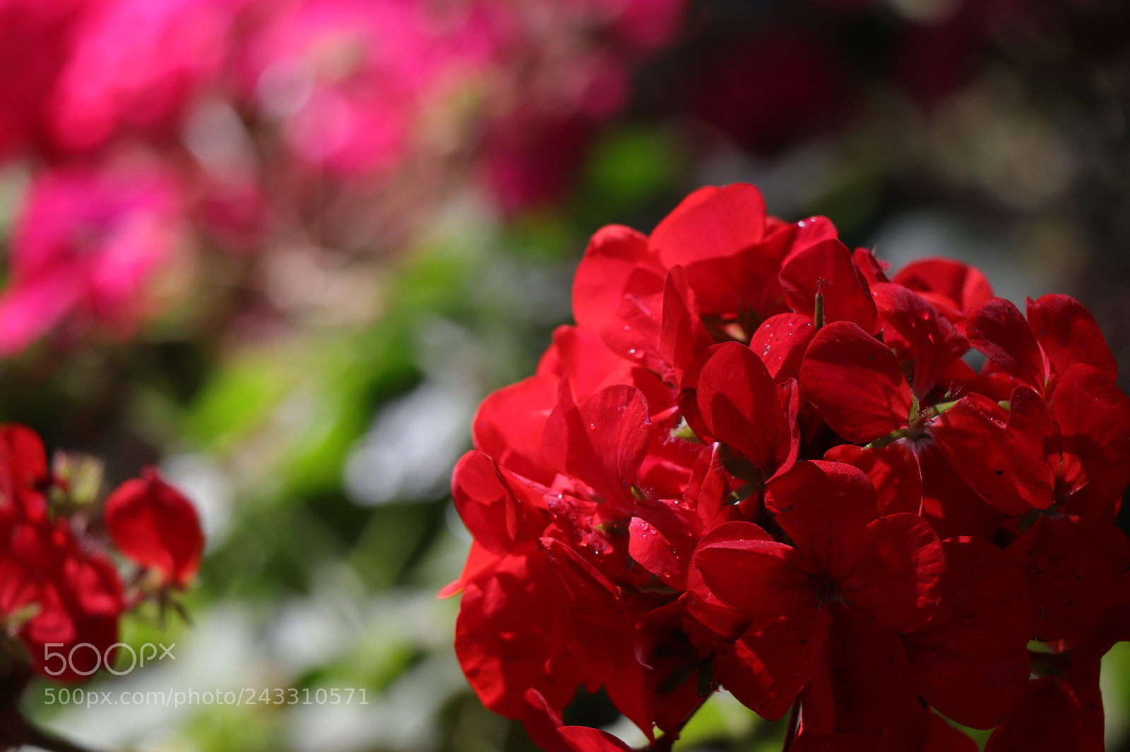 Canon EOS 77D (EOS 9000D / EOS 770D) sample photo. Img photography